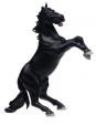 Kůň vzpínající se černý