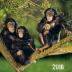 Opice 2016 - nástěnný kalendář