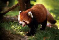 Pohlednice 3D panda červená