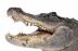 Pohlednice 3D krokodýl hlava