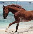 Kalendář 2014 - Koně a moře - nástěnný poznámkový (ČES, SLO, MAĎ, POL, RUS, ANG)