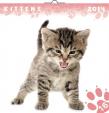 Kalendář 2014 - Koťata - nástěnný poznámkový (ANG, NĚM, FRA, ITA, ŠPA, HOL)