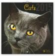 Kočky - nástěnný kalendář 2015