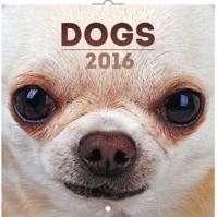Kalendář nástěnný 2016 - Psi, poznámkový  30 x 30 cm