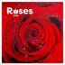 Kalendář poznámkový 2019 - Růže , voňavý, 30 x 30 cm