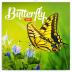 Kalendář poznámkový 2019 - Motýli, 30 x 30 cm