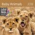 Kalendář nástěnný 2018 - Baby Animals