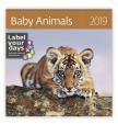 Kalendář nástěnný 2019 - Baby Animals