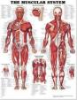 Muscular System Chart: Wallchart
