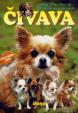 Čivava