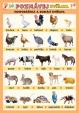 Poznávej zvířata - Hospodářská a domácí zvířata
